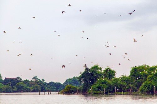 ​  Đảo Cò - xã Chi Lăng Nam, huyện Thanh Miện, Hải Dương